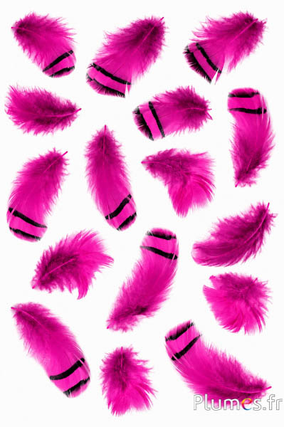 Pernice - 3-7 cm - fucsia